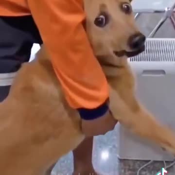 Who else has stopped taking their Pet for an Annual Vaccination?