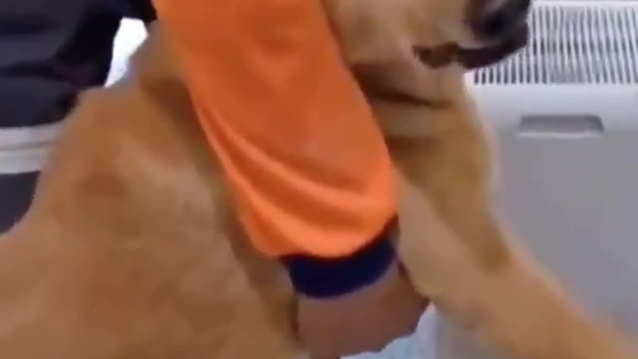 Who else has stopped taking their Pet for an Annual Vaccination?