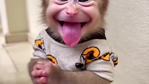 Meet the Loveliest Baby Monkey! 🐒❤️ Adorable Moments Await!