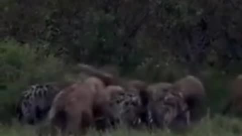 BRUTAL & SHOCKING! Savage Animal Moments Caught on Camera 34😱🔥
