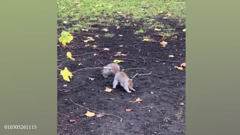 funny_animal_2