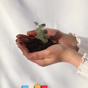 😊 81 ¿PUEDES VER EL FRUTO DE LO INSIGNIFICANTE? Lucas 13:19 😊