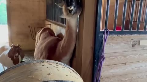 😌🌬️ That Air Feels So Good! You Need to Try This | FunFM