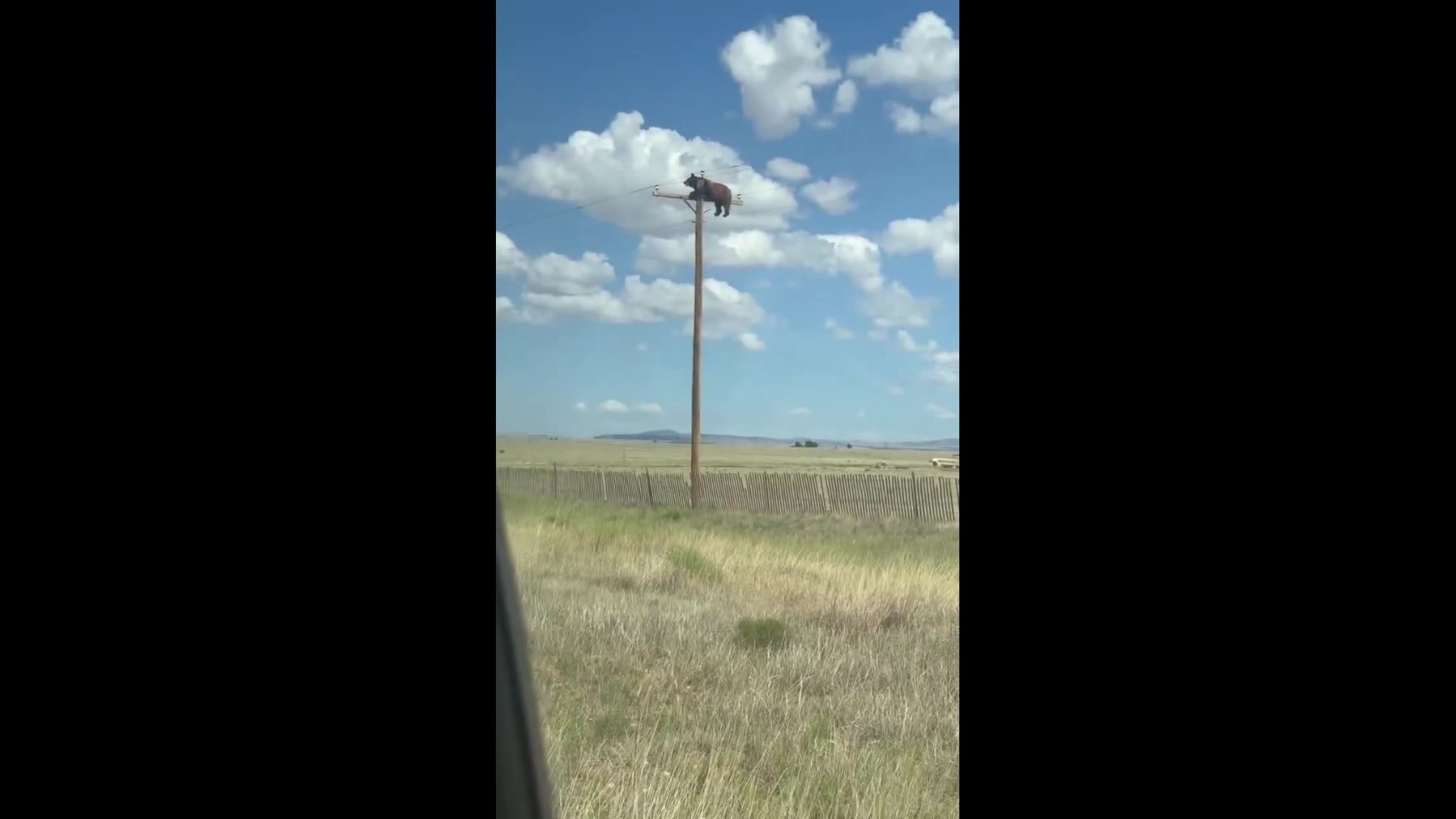 Caller: "I'm calling to report a bear on top of a light pole."