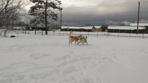 Dagmar & Oberon the Huskita brothers