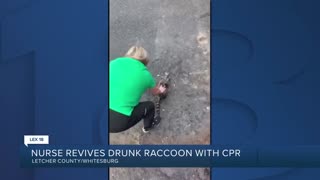 MEANWHILE IN KENTUCKY: Nurse revives a drunk racoon after it ate fermented peaches