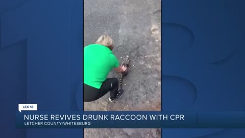 MEANWHILE IN KENTUCKY: Nurse revives a drunk racoon after it ate fermented peaches