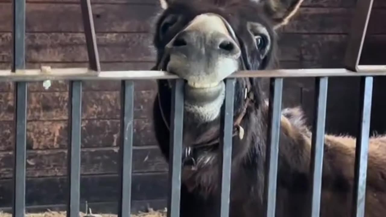 FUNNY 🤪DONKEYS
