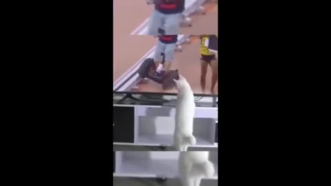 Funny animal videos