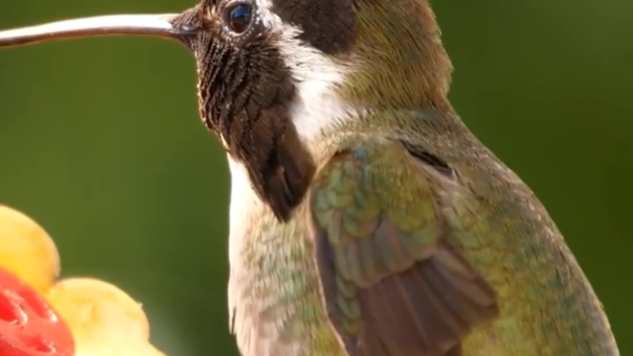 The Magic of Hummingbirds: Nature’s Tiny Flying Jewels