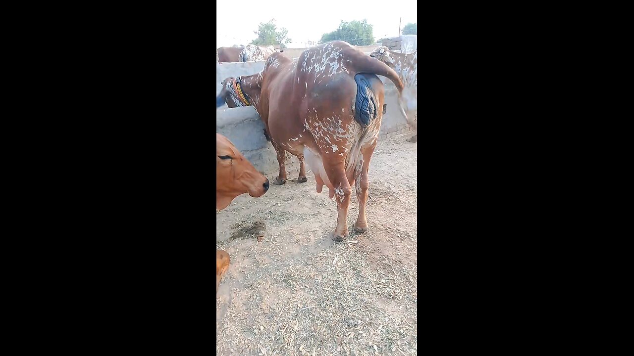 Cow