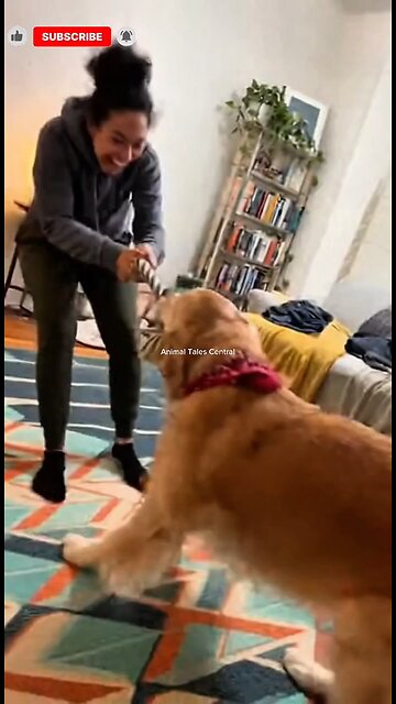 Owning a Golden Retriever is peaceful they said... 🤣