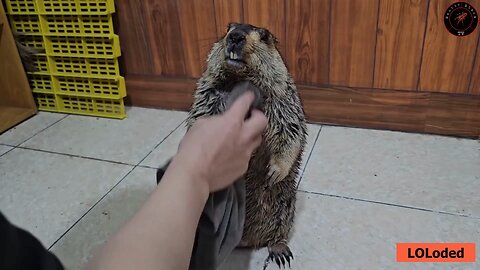Adorable Himalayan Marmot Dumpling Stays Motionless During Grooming – Feels Like Washing a Rug! 🐹🛁✨