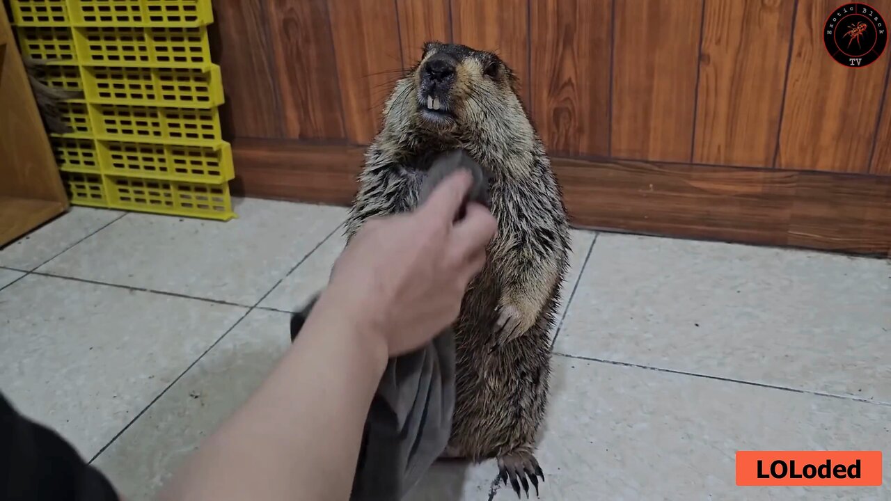 Adorable Himalayan Marmot Dumpling Stays Motionless During Grooming – Feels Like Washing a Rug! 🐹🛁✨