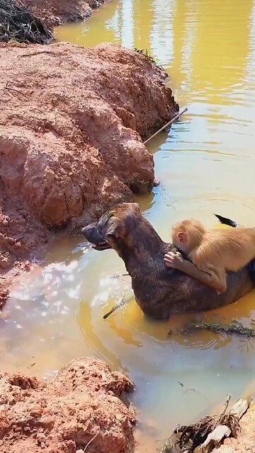 Viral video SokYaa, OG, Pao & Mom Are Famous Around The World #shorts #anime #trend #edit