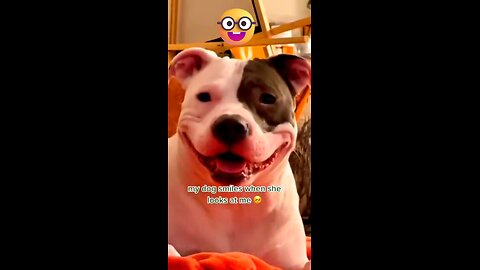 my dog smile when she looks at me 😂