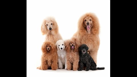 Discover Your Perfect Pet: The Ultimate Guide to Companions