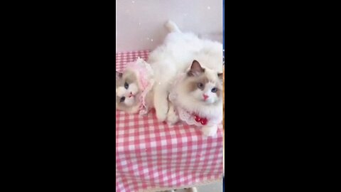#shorts cat meme cat story