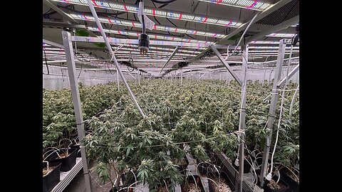 HUGE DRUG BUST IN CALIFORNIA DEA and ICE raided multiple illegal marijuana