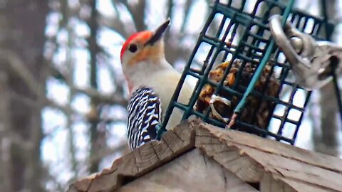 Red-bellied woodpecker