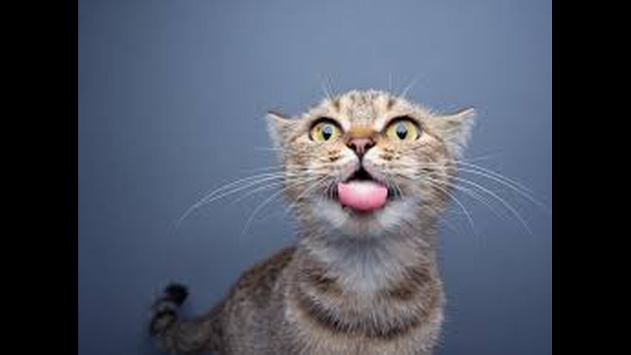 😀😍😘Funny Cat videos 😀😍😘