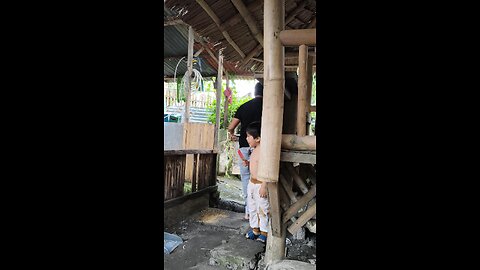 Dili manghatag si Grey