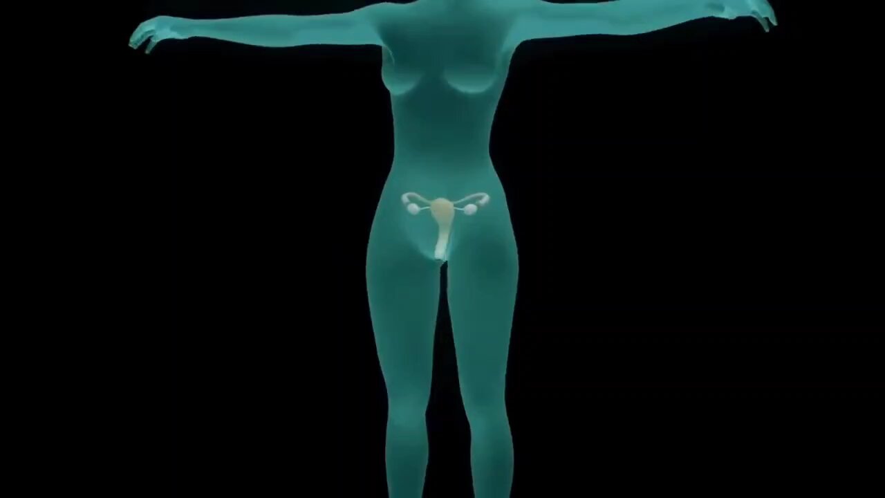 Pregnancy - How a Wonder is Born! (Animation)