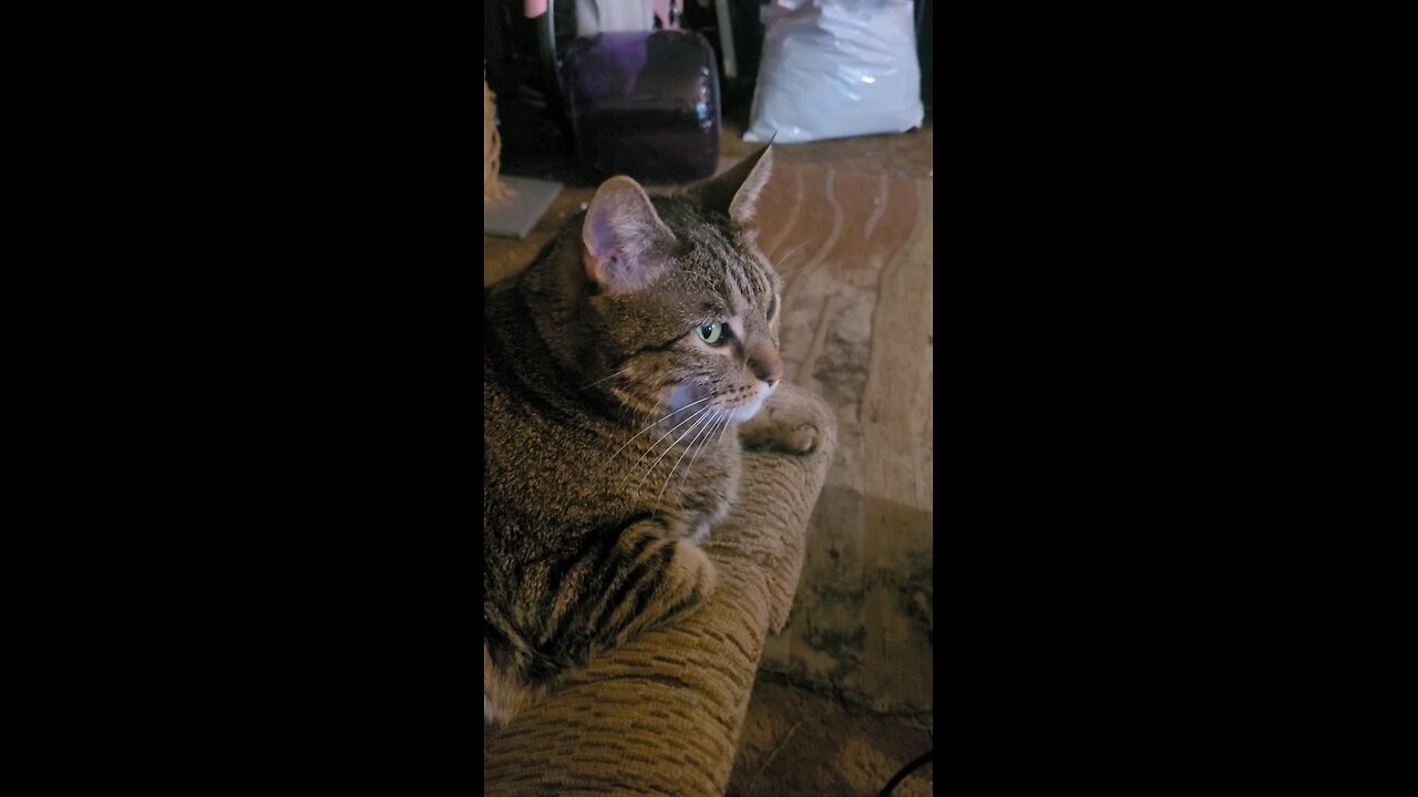 Simba