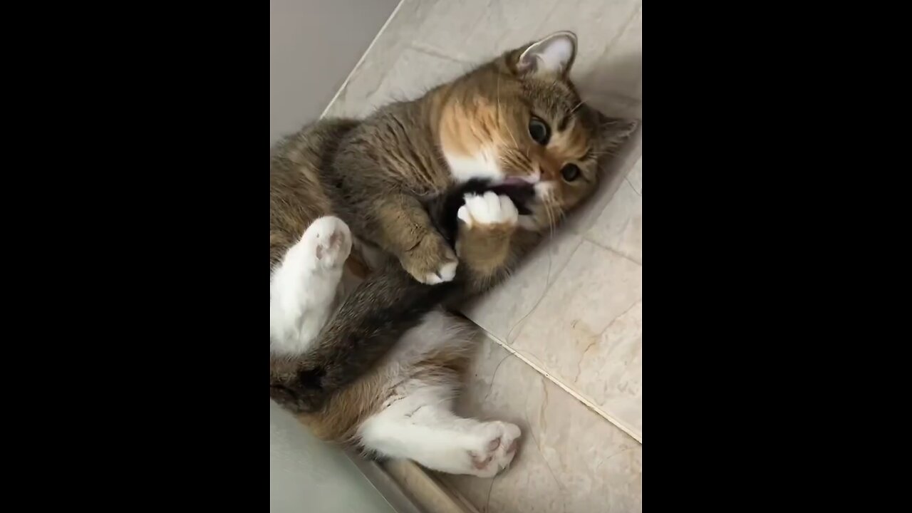 funny and cute cat 😺🐈