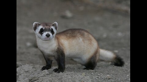 Ferrests