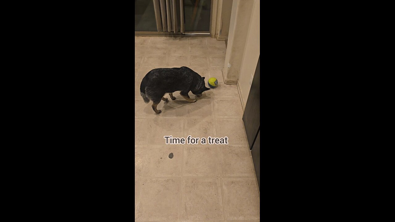 Treat Time