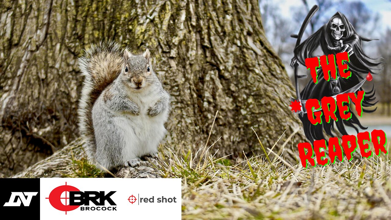The First Grey Squirrel Shooting video of 2025