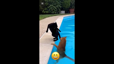 Animal fun activities - Fun