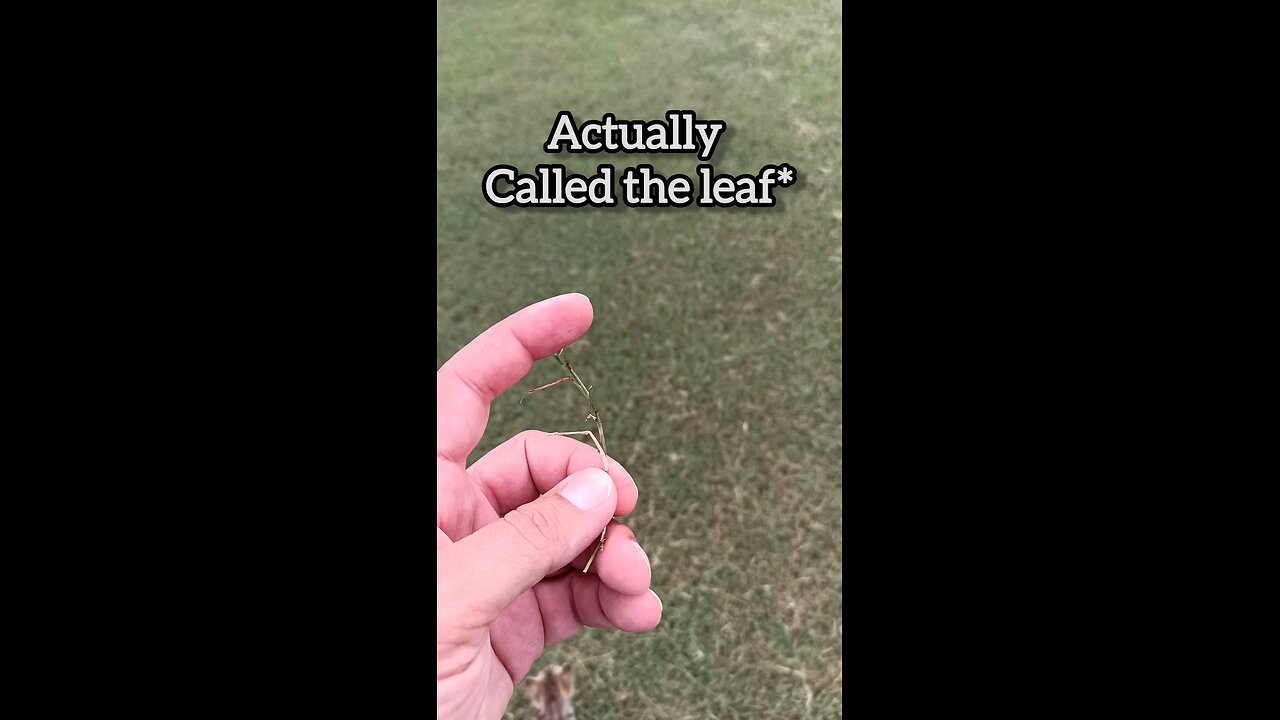 Mowing Recommendations