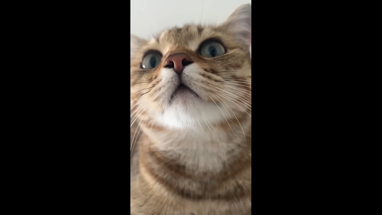 Kitten meowing to attracts cat
