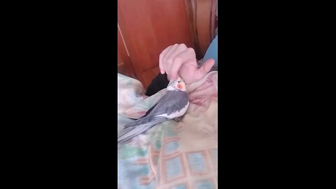 Parrot loves to cuddle