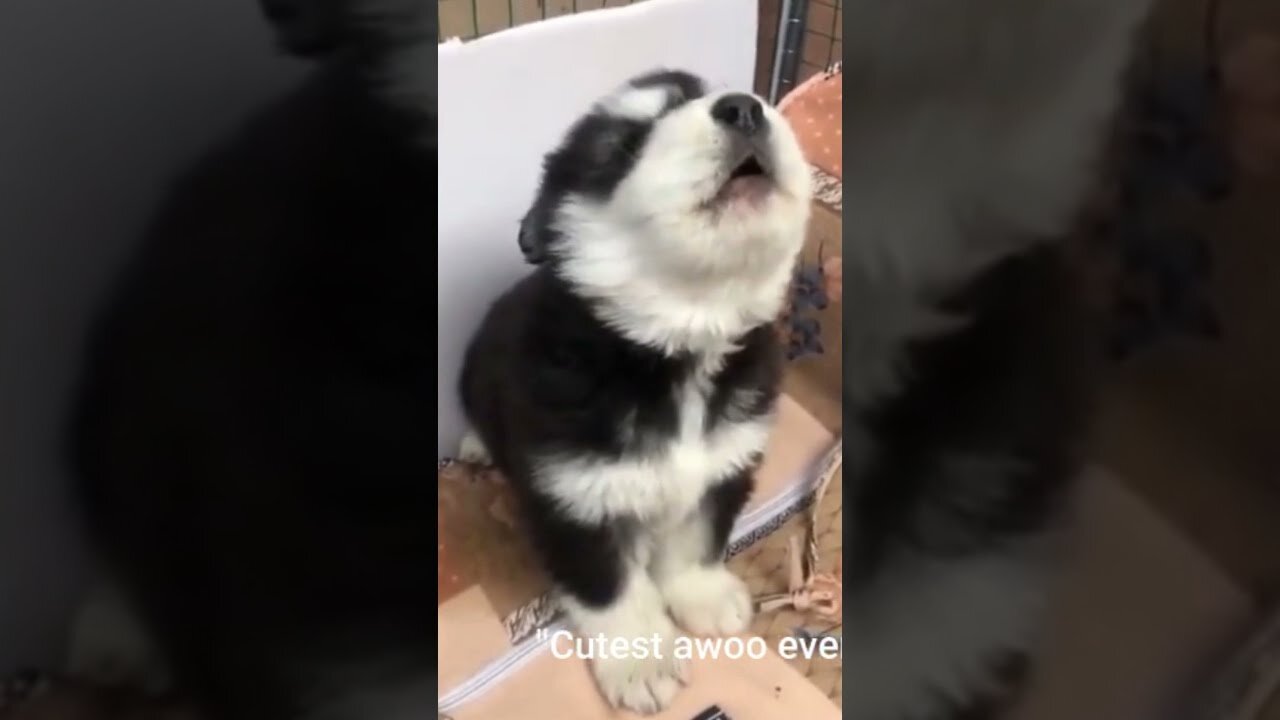 AI video: baby husky howling cute