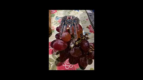 Costco Grapes Turn Creepy: Spiders Nest Found Inside