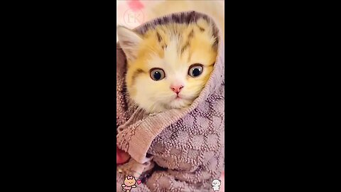 Cute baby kittens 🫣❤️🥰 #shorts