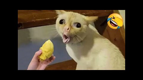 Funny Dogs And Cats Videos 2024 😅- Best Funnies Animal Video Part30