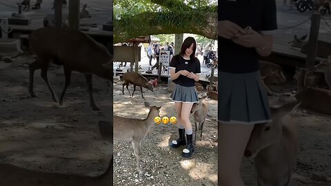 Funny Animals #funnyanimals #animals #pets #shorts