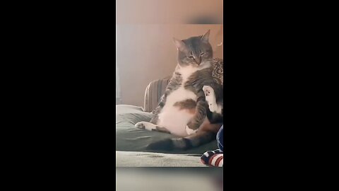 Funny animals, Big cat's 😅
