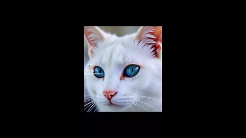 cat viral video for cat performance
