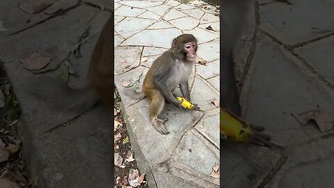 Distribute bread to wild monkeys passing by this road