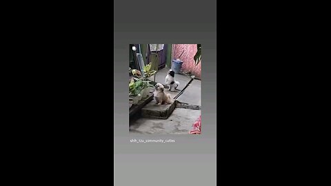 लडाई हो गई कैसे देखु