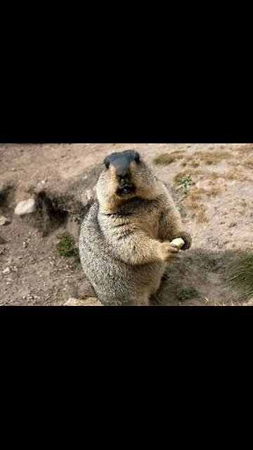Marmot Funny Cute