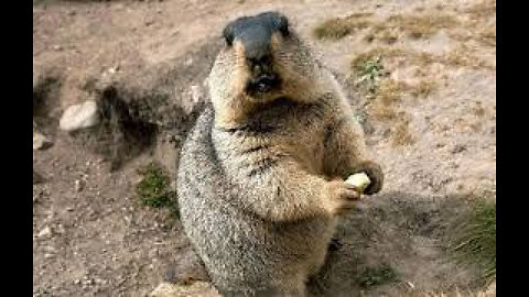 Marmot Funny Cute