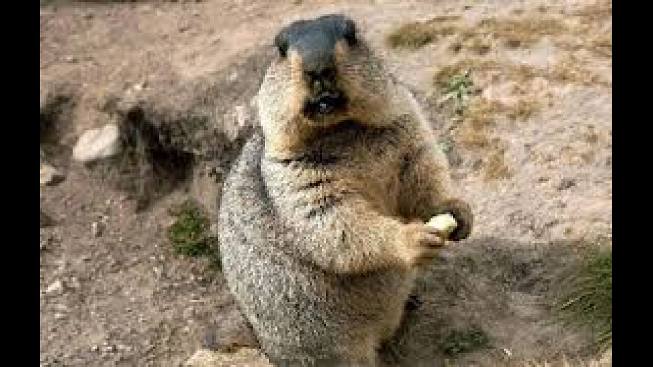 Marmot Funny Cute