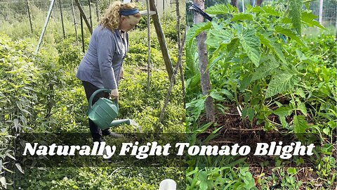 Natural Remedy to Beat Tomato Blight