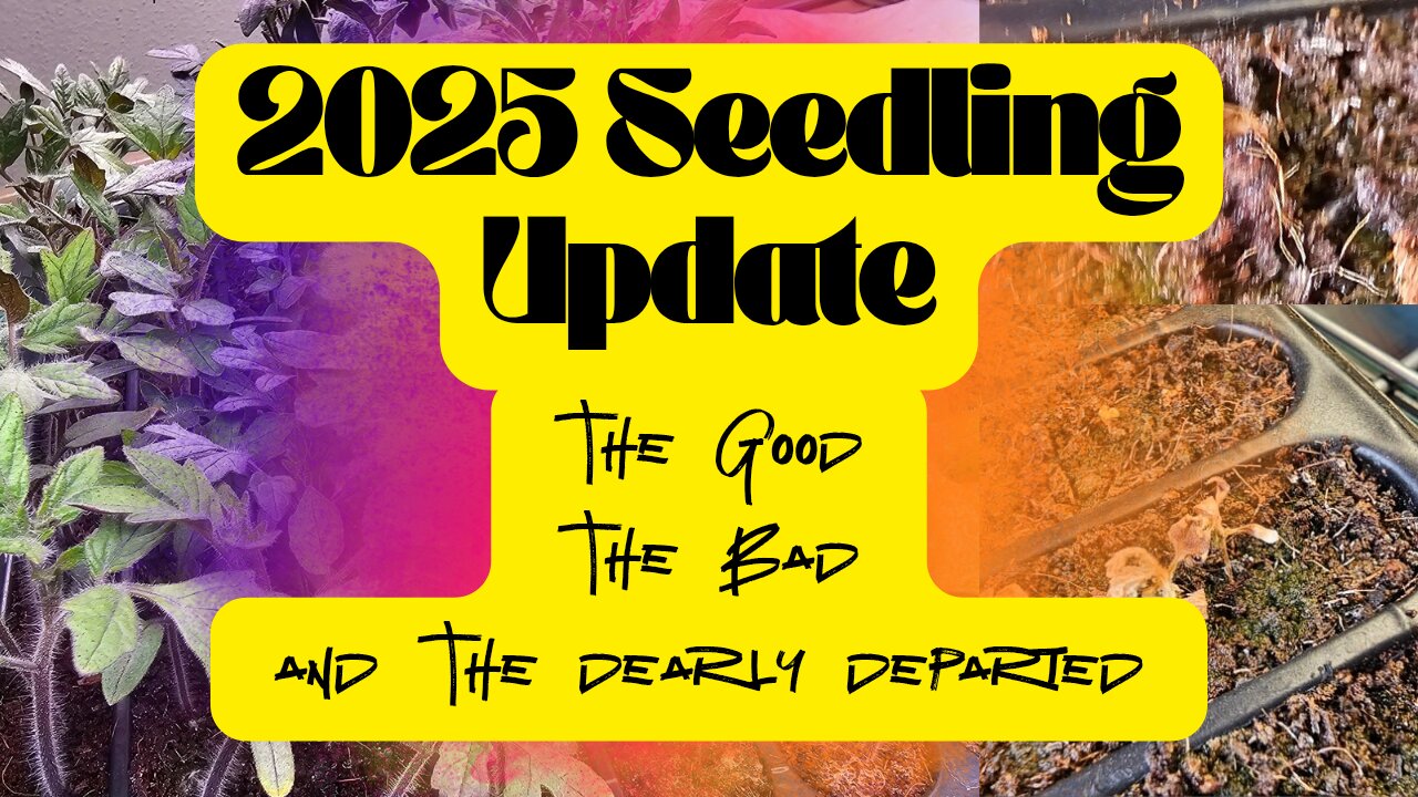 2025 Mid April Seedling and Over-wintering Update